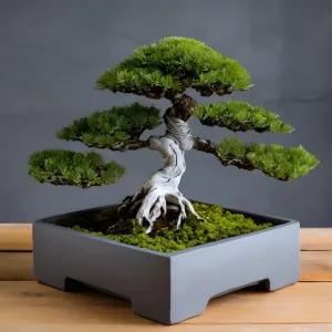 Minimalist Square Bonsai Pot – The Perfect Stage