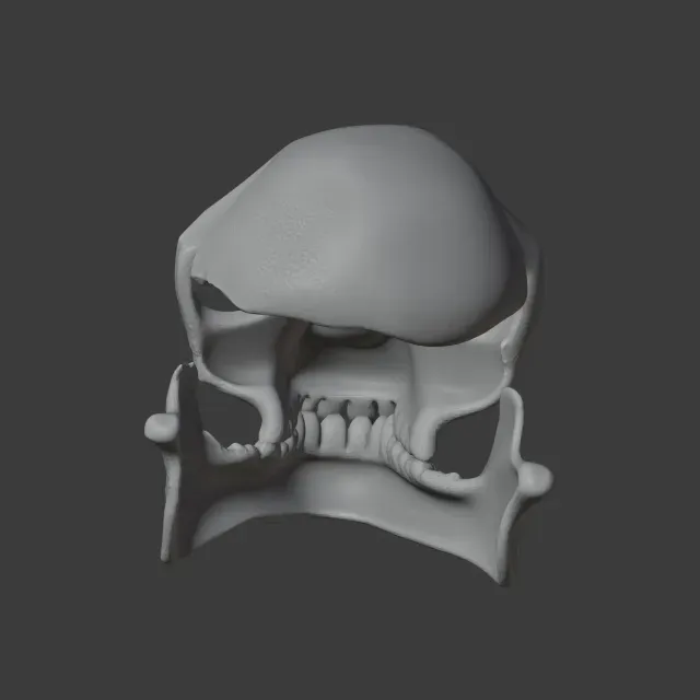 Proconsul Skull — Image 4 of 7