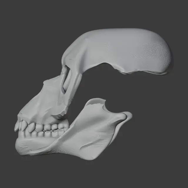 Proconsul Skull — Image 3 of 7