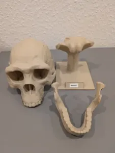 Homo erectus Skull - Educational Model & Stand 🦴💀