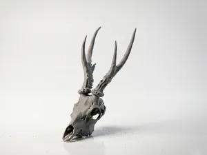 Gazelle Skull