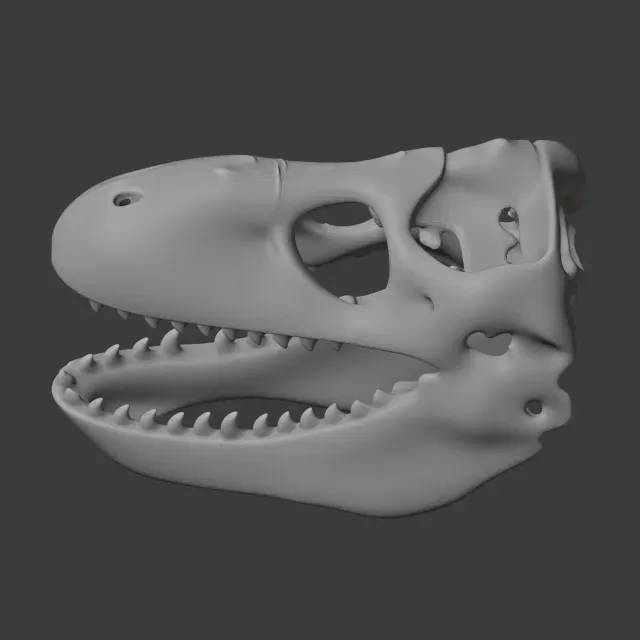 Zygomaturus Skull — Image 9 of 9