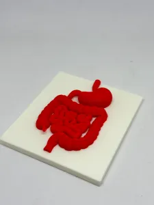 大肠和胃医学教研模型