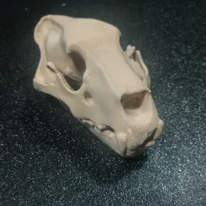 Lion Skull