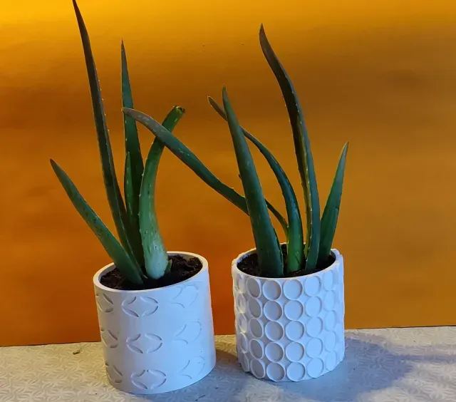Cactus or succulent pots