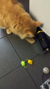 Cat reward snack game