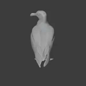 Gull