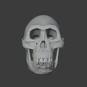 Australopithecus Skull