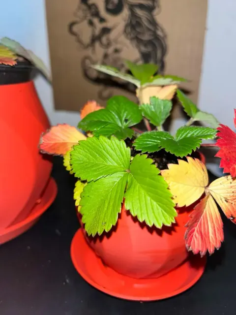 A flower pot with a saucer — Фото 3 из 9