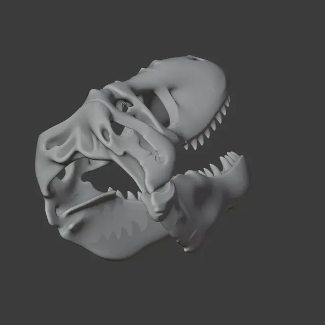 Zygomaturus Skull — Image 5 of 9
