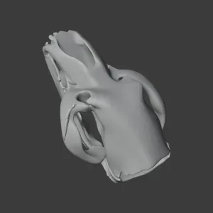 Ursus spelaeus (Cave Bear) Skull