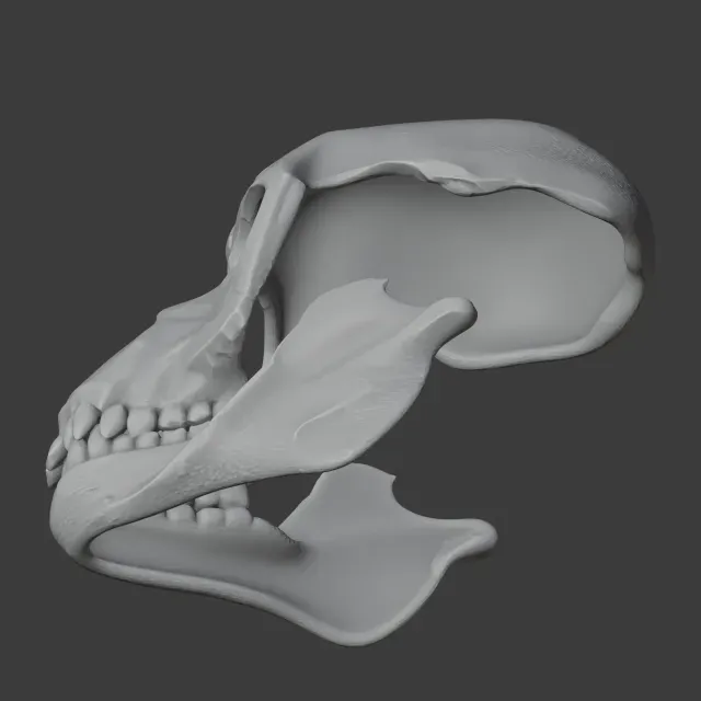 Proconsul Skull — Image 6 of 7