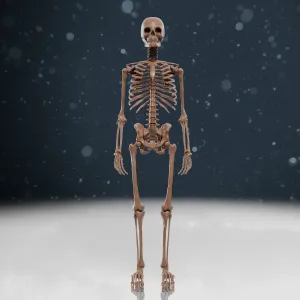 Human Skeleton | ALL BONES | Anatomy Model