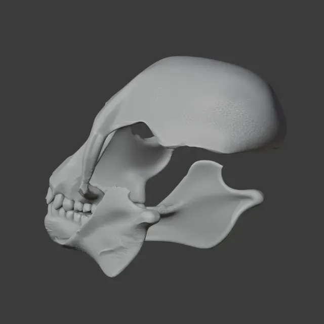 Proconsul Skull