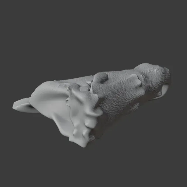 Baru (fossil crocodilian) Skull — Image 3 of 7