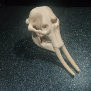 Elephant Skull