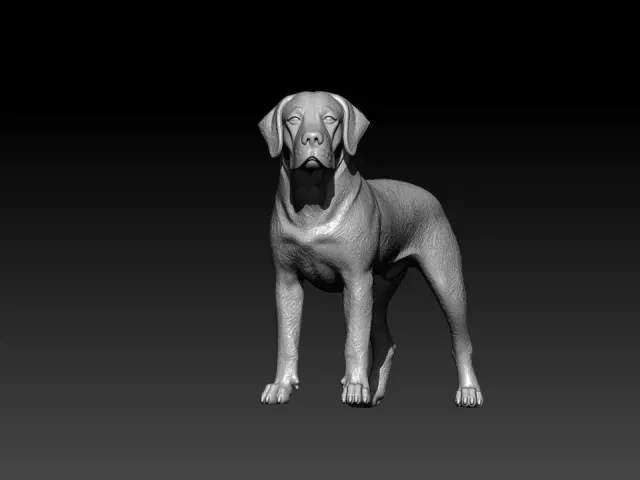 Labrador Retriever statue - Labrador model - 3D print — Фото 4 из 5