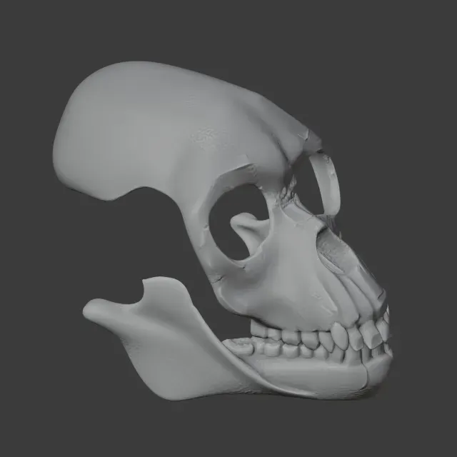 Proconsul Skull — Image 2 of 7
