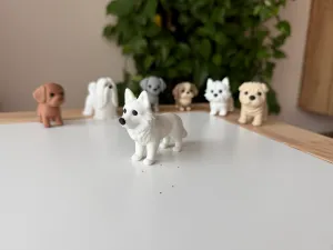 White Swiss Shepherd