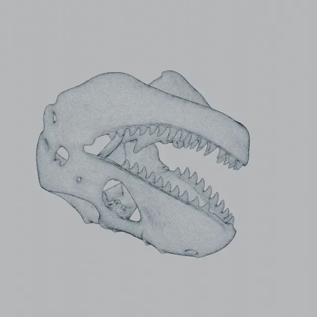 Zygomaturus Skull — Image 8 of 9