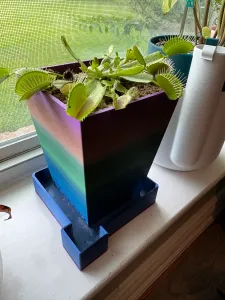 Venus Fly Trap - Succulent - Cactus - Pot & Tray