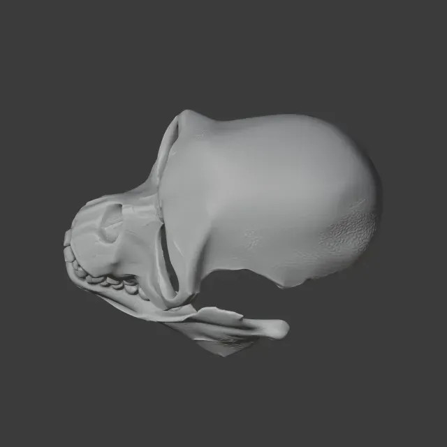 Proconsul Skull — Image 5 of 7