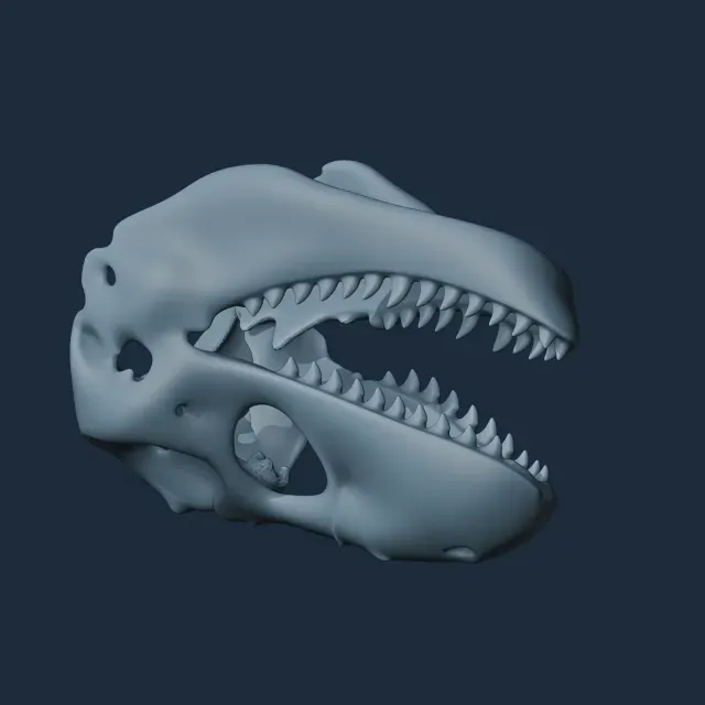 Zygomaturus Skull