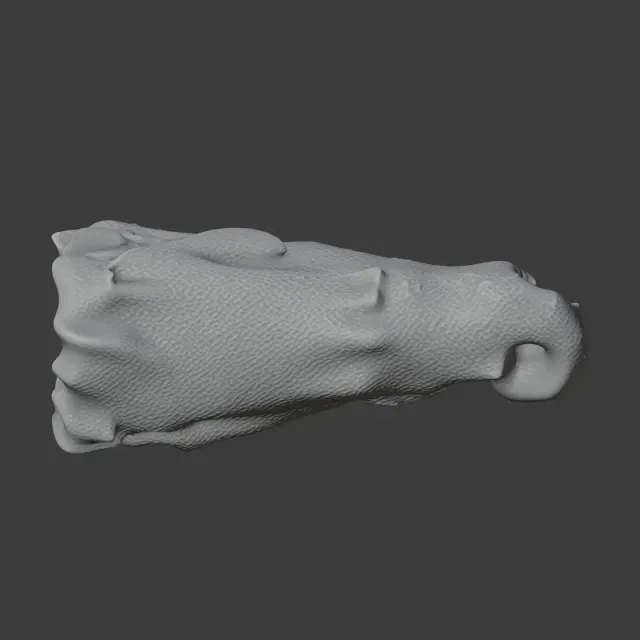 Baru (fossil crocodilian) Skull — Image 5 of 7