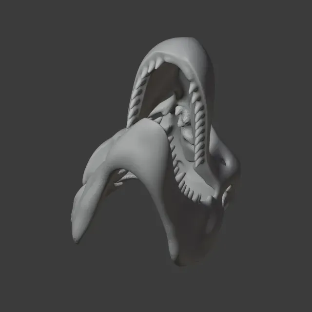 Zygomaturus Skull — Image 7 of 9
