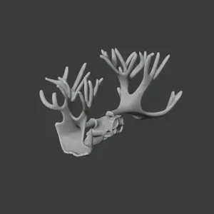 Cervalces Skull