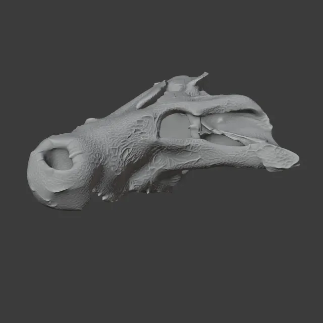 Baru (fossil crocodilian) Skull — Image 2 of 7