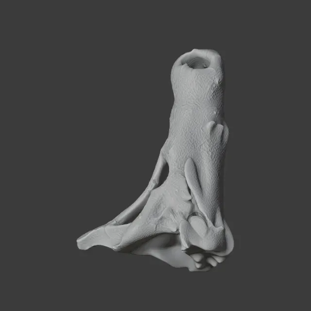 Baru (fossil crocodilian) Skull — Image 6 of 7