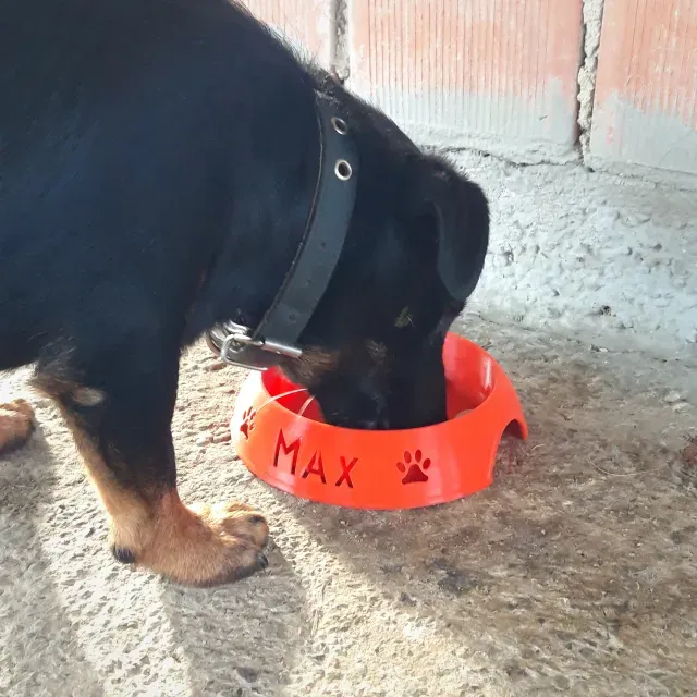 Dog Bowl Ludde — Image 3 of 5