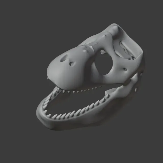 Zygomaturus Skull — Image 4 of 9