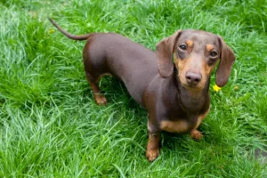 chaveiro dachshund salsicha