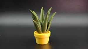 芦荟
