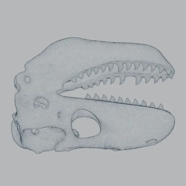 Zygomaturus Skull — Image 2 of 9