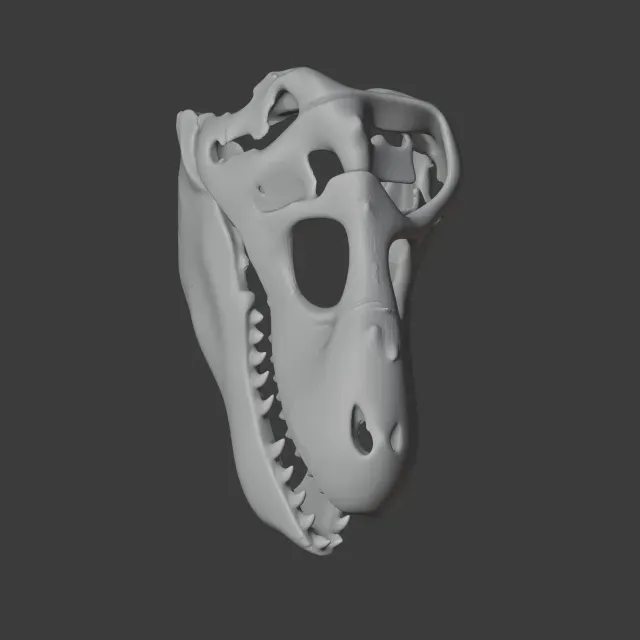 Zygomaturus Skull — Image 3 of 9