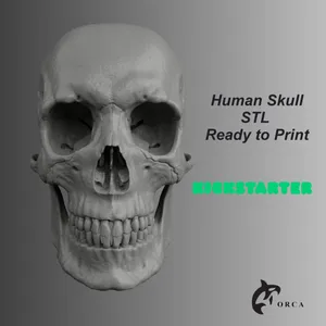 HUMAN SKULL ANATOMY