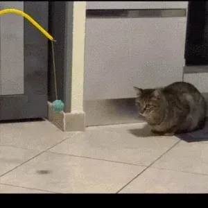 The Feline Apocalypse Pendulum