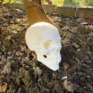 Goblin Skull, Orc