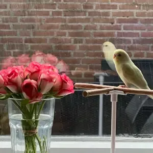 Bird stand