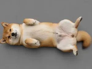 Flexi Shiba Inu