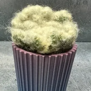 Small Cactus Pot