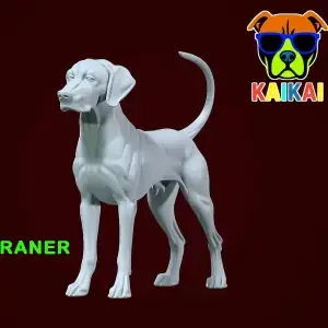 Weimaraner model - Weimaraner Vorstehhund - 3D print