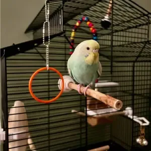 Bird cage stand