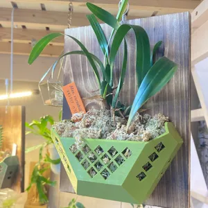 Orchid Basket for plate mounting V2<EN/JP>