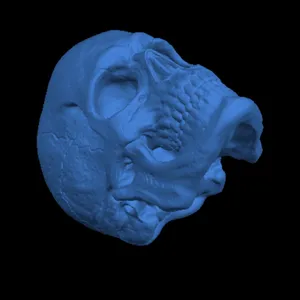 Skull