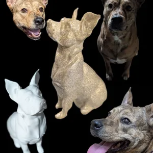 Lola the Dog