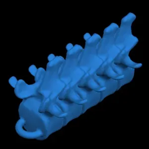 vertebras